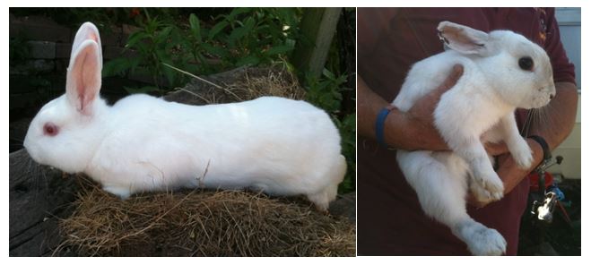 Attached picture rabbits 2......2.JPG